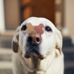 Your best friend asked us to remind you that it's National Dog Treat day! ðĶī Instagram post from @rexfordatwaterfordlakes on February 26, 2025 00:00:00am